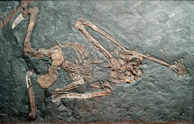 Esihistoria: suuren kädellisen Oreopiteekin (Oreopithecus bambolii) fossiilit Bamboli-vuorelta (Grosseto). Mioseenikausi. Civic Natural History Museum, Milano tekijältä Prehistoric Prehistoric