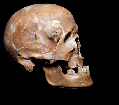 Esihistoria: Homo sapiensin (Man of Cro-Magnon tai Cro magnon tai Cromagnon) fossiilinen kallo Chanceladesta (Dordogne). Magdalenian kulttuuri, ylempi paleoliitti. 15 000 eaa. Civic Museum of Natural History, Milano - Esihistoria: fossiili Homo sapiens Cro tekijältä Prehistoric Prehistoric