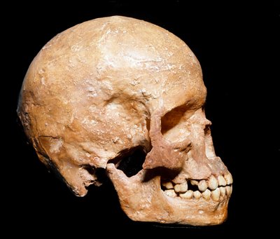 Esihistoria: Homo sapiensin fossiilinen kallo Grimaldista. Aurignacian kulttuuri, ylempi paleoliitti. Museo Civico di Storia Naturale, Milano - Esihistoria: Fossiili Homo sapiens -kallo Grimaldista, Ventimigliasta (Italia). Aurignacian kulttuuri, ylempi pa tekijältä Prehistoric Prehistoric