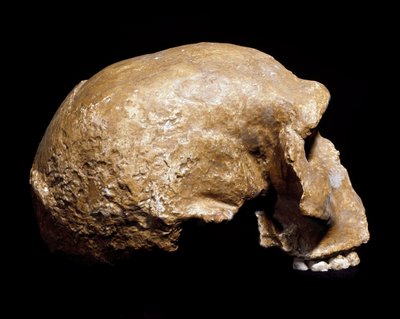 Esihistoria: Homo sapiens pre neandertalin (Homo steinheimensis tai Homo heidelbergensis) fossiilinen kallo löydetty Steinheim an der Murrista (Saksa) vuonna 1933. Alempi paleoliitti. Ikä 350 000 - 250 000 vuotta. Museo Civico di Storia Naturale, Milano -  tekijältä Prehistoric Prehistoric