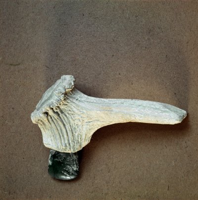 Esihistoria: Vihreä kivikirves hirven sarven kahvalla Polleran luolasta (Finale Ligure), Liguria. Keski-neoliitti, kivikausi. Geenit, museo di archeologia ligure tekijältä Prehistoric Prehistoric