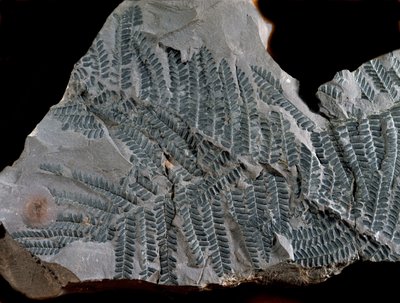 Esihistoria: korkeamman hiilipitoisuuden aika. Saniaisten suvun Acitheca Poymorphen fossiili. Etsi Gottelbornista Saksassa tekijältä Prehistoric Prehistoric