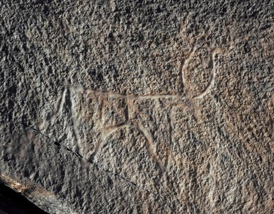 Esihistoria, kalliotaide: vakava kallio karjan esityksestä. Tazina tyyli. Kivikausi 5000-2000 eaa. Taghit, Haut plateau du Hoggar (Ahaggar), Algeria tekijältä Prehistoric Prehistoric