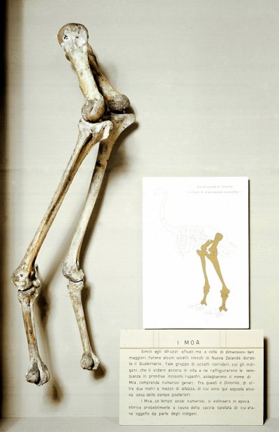 Esihistoria: Moa Dinornisin jalkojen luuranko, Uuden-Seelannin jättimäiset fossiiliset linnut, jotka eivät lennä. Creace kausi. Museo Civico di Storia Naturale, Milano tekijältä Prehistoric Prehistoric