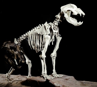 Esihistoria: Luolakarhun (Ursus spelaeus) luuranko Caves del Bandito a Roaschiasta Italiasta. Pleistoseenin aika. Museo Civico di Storia Naturale, Milano tekijältä Prehistoric Prehistoric