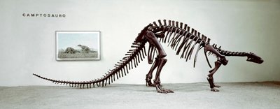Esihistoria: Camptosaurus-dinosauruksen (Camptosaurus Brown) luuranko. Ylimmän jurakauden aika. Museo Civico di Storia Naturale, Milano tekijältä Prehistoric Prehistoric