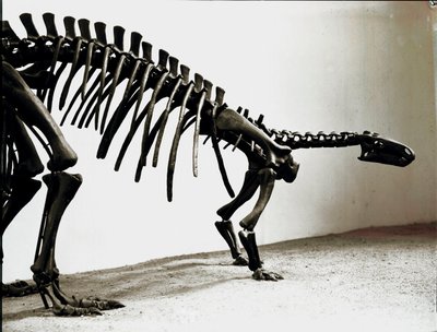 Esihistoria: Camptosaurus-dinosauruksen (Camptosaurus Brown) luuranko. Ylimmän jurakauden aika. Museo Civico di Storia Naturale, Milano tekijältä Prehistoric Prehistoric