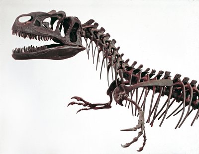 Esihistoria: dinosauruksen Allosaurus fragilis luuranko. Yläjurakauden aika. Civic Natural History Museum, Milano tekijältä Prehistoric Prehistoric