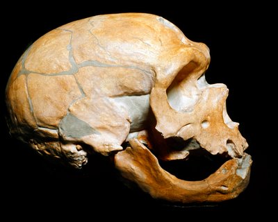 Esihistoria: Pyhien kappelin miehen kallo, neandertalilainen mies (neandertalilainen tai neandertalilainen: Homo sapiens), paleoliitti. Yhdistettiin Correzessa vuonna 1908. Museo Civico di Storia Naturale, Milano - Esihistoria: Ihmisen pääkallo tekijältä Prehistoric Prehistoric