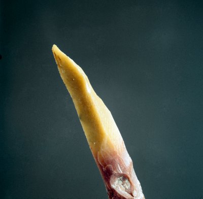 Esihistoria: piikin kärki Arene Candiden (Finale Liguria) nekropolista, Liguriasta. Yläpaleoliitti, kivikausi. Geenit, Ligurian arkeologinen museo tekijältä Prehistoric Prehistoric