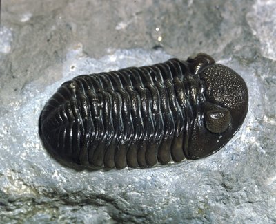 Esihistoria: trilobiitti Phacops Rana -fossiili (niveljalkainen). Paleozoic, devonin aikakausi. Etsi Ohiosta, Yhdysvalloissa tekijältä Prehistoric Prehistoric