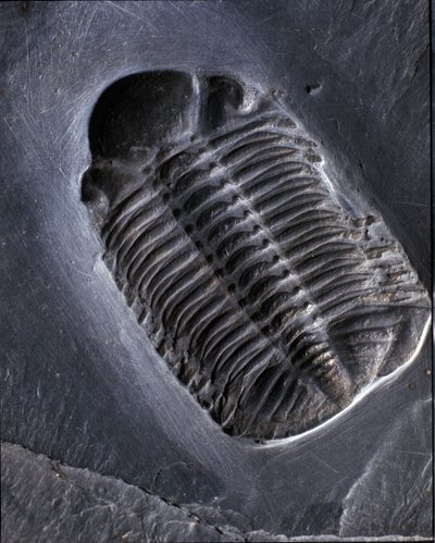 Esihistoria: trilobiitti Phacops Rana -fossiili (niveljalkainen). Paleozoic, devonin aikakausi. Etsi Bundenbachin alueelta Saksassa. tekijältä Prehistoric Prehistoric