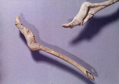 Esihistoria: kaksi potkuria sanoi "" hyppäävälle hevoselle"" tehty poropuusta. Keski-Magdalenian aika. Saint Germain en Laye, kansallisen arkeologian museo tekijältä Prehistoric Prehistoric