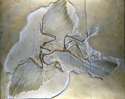 Alkukantaisia lintuja kutsuttiin Archaeopteryxiksi. Täydellisiä fossiileja on löydetty Baijerista, Yläjurakauden liuskeista. tekijältä Prehistoric Prehistoric