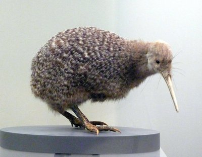 Esimerkki lintutäytteisestä kiivistä (apterygides), joka ei pysty lentämään. Auckland Museum, Uusi-Seelanti tekijältä Prehistoric Prehistoric