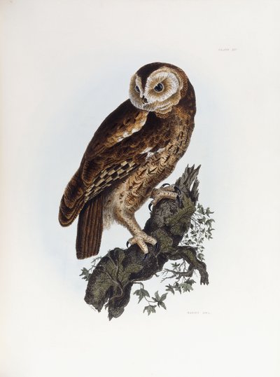 Tawny Owl, 1841 tekijältä Prideaux John Selby