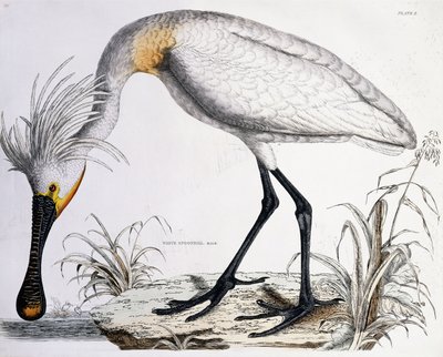 Valkoinen lusikkanokka, 1834 tekijältä Prideaux John Selby