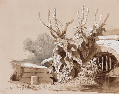 Kasvien tutkimus ojan varrella, opettajan lisäyksellä, 1856 (lyijykynä, seepiapesu ja guassi paperille) tekijältä Prince Gaetano Maria Federico di Borbone