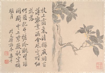 Cassia Tree (albuminlehti; muste ja väri paperille) tekijältä Qing Dynasty Chinese School