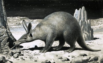 Aardvark tekijältä R.B. Davis