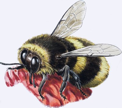 Hunajamehiläinen (guassi paperille) tekijältä R.B. Davis