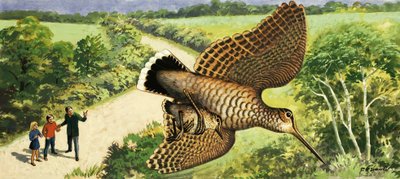 Luontoa katsomalla: Woodcock tekijältä R.B. Davis