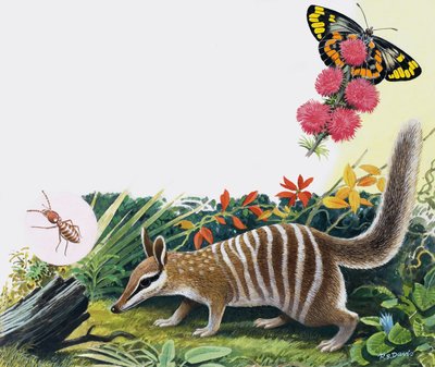 Numbat tekijältä R.B. Davis