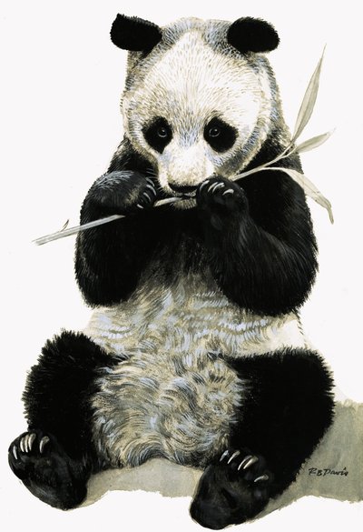 Panda tekijältä R.B. Davis