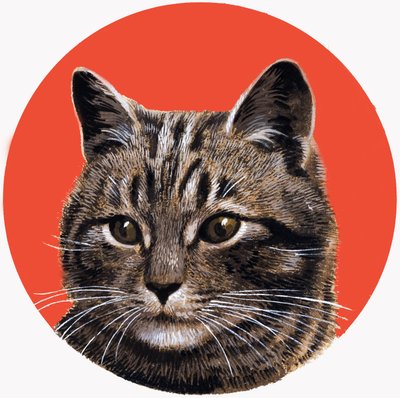 Tabby-kissa, sarjasta 