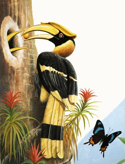 Hornbill tekijältä R.B. Davis