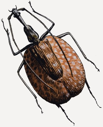 Kovakuoriaisten heimoon kuuluva kovakuoriainen. tekijältä R.B. Davis