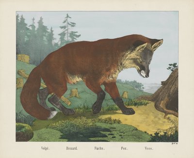Volpi. / Renard. / Vittu. / Kettu. / Voss (otsikko esineessä) tekijältä R. Schulz