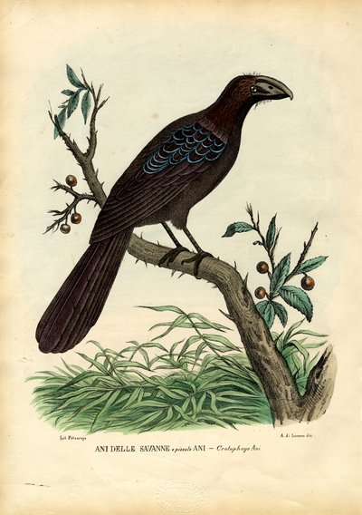 Vuodet 1863-79 tekijältä Raimundo Petraroja