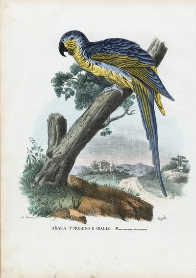 Sini-keltainen ara, 1863-79 tekijältä Raimundo Petraroja