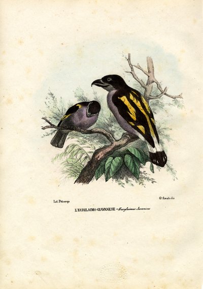 Broadbills, 1863-79 tekijältä Raimundo Petraroja