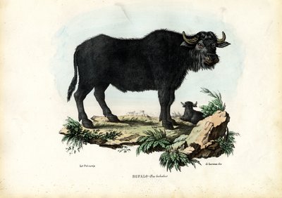 Buffalo, 1863-79 tekijältä Raimundo Petraroja