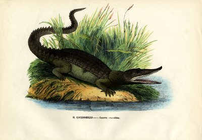 Kaiman, 1863-79 tekijältä Raimundo Petraroja