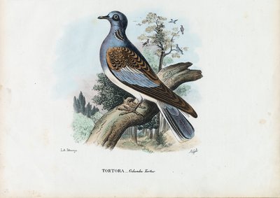 Euroopan Turtle Dove, 1863-79 tekijältä Raimundo Petraroja