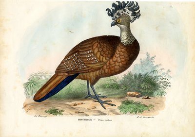Suuri Curassow, 1863-79 tekijältä Raimundo Petraroja
