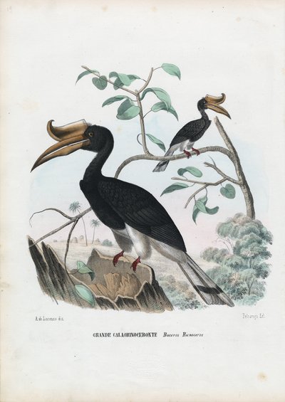 Suuri sarvinokka, 1863-79 tekijältä Raimundo Petraroja