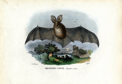 Harmaa pitkäkorvalepakko, 1863-79 tekijältä Raimundo Petraroja