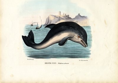 Pyöriäinen, 1863-79 tekijältä Raimundo Petraroja