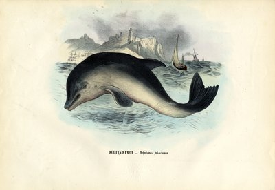 Pyöriäinen, 1863-79 tekijältä Raimundo Petraroja