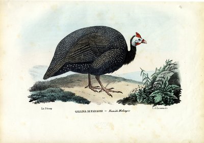 Kypäräinen helmikana, 1863-79 tekijältä Raimundo Petraroja