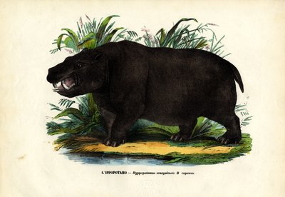 Virtahepo, 1863-79 tekijältä Raimundo Petraroja