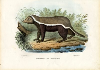 Honey Badger, 1863-79 tekijältä Raimundo Petraroja