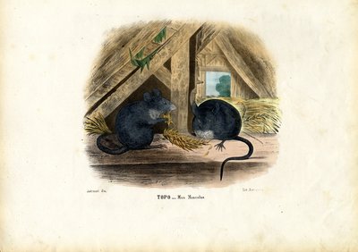 Talon hiiri, 1863-79 tekijältä Raimundo Petraroja