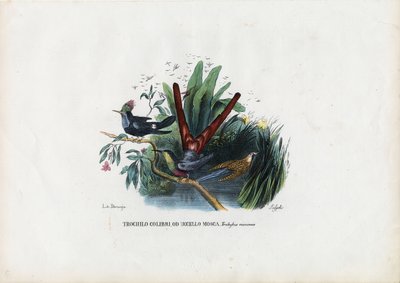Hummingbirds, 1863-79 tekijältä Raimundo Petraroja
