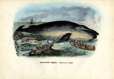 Kyhmyvalas, 1863-79 tekijältä Raimundo Petraroja