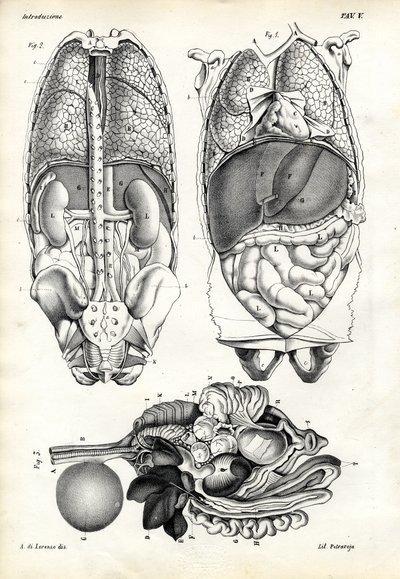Intestines, 1863-79 tekijältä Raimundo Petraroja